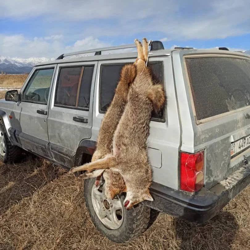 В Иссык-Кульской области жители жалуются на резкий рост числа шакалов