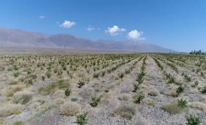 Минсельхоз предлагает гражданам освоить малоплодородные земли