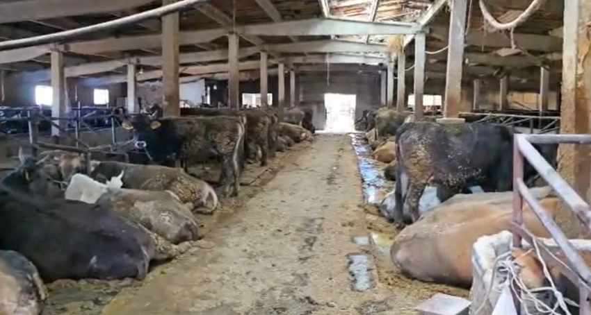 Президент выделил средства на горячее питание для спасателей, очищающих Иссык-Куль