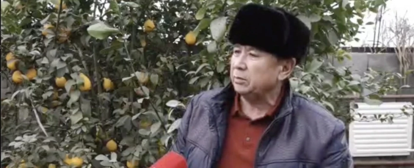 На юге Кыргызстана успешно выращивают папайю и мандарины и перерабатывают лимоны