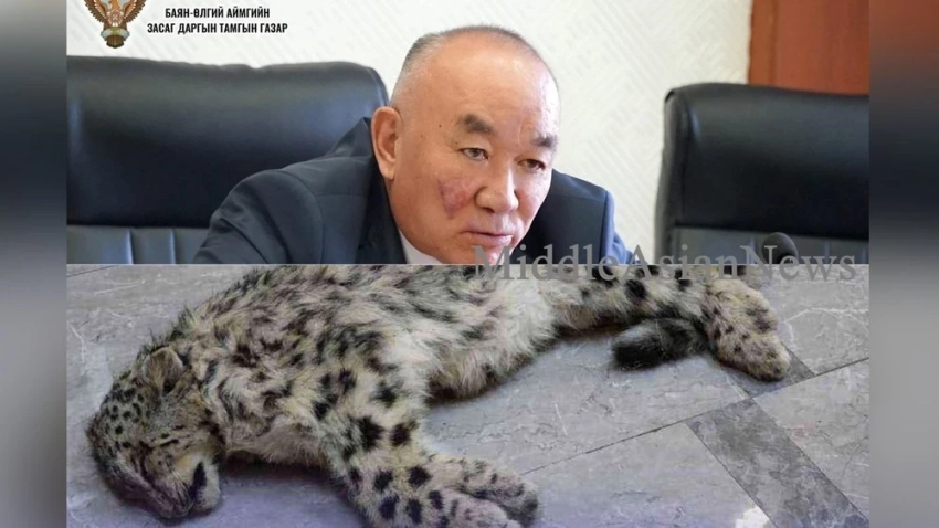 Поступил запрос о предъявлении обвинения губернатору Баян-Өлгий по делу об охоте на снежного барса
