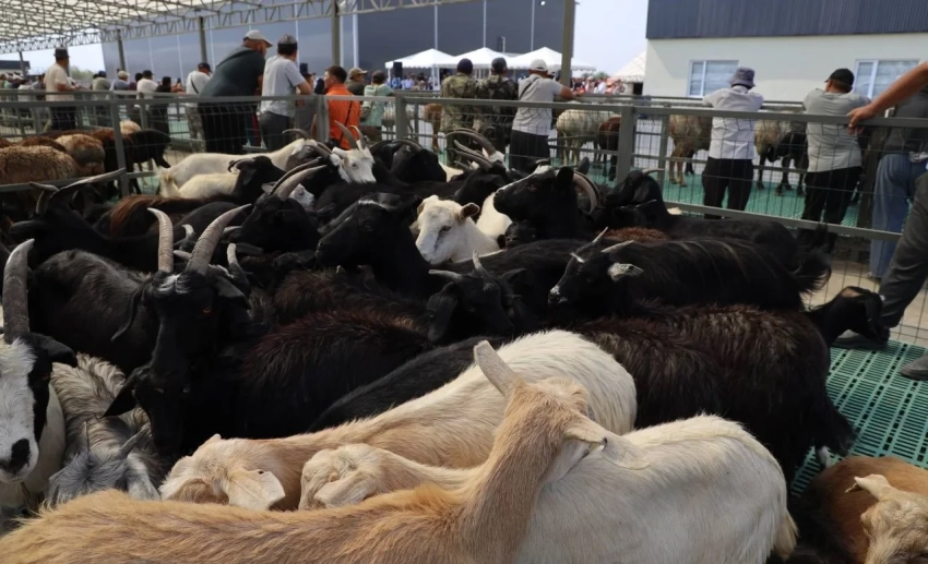 В Кыргызстане на 54 скотобойнях и 5 скотных рынках установлены видеокамеры