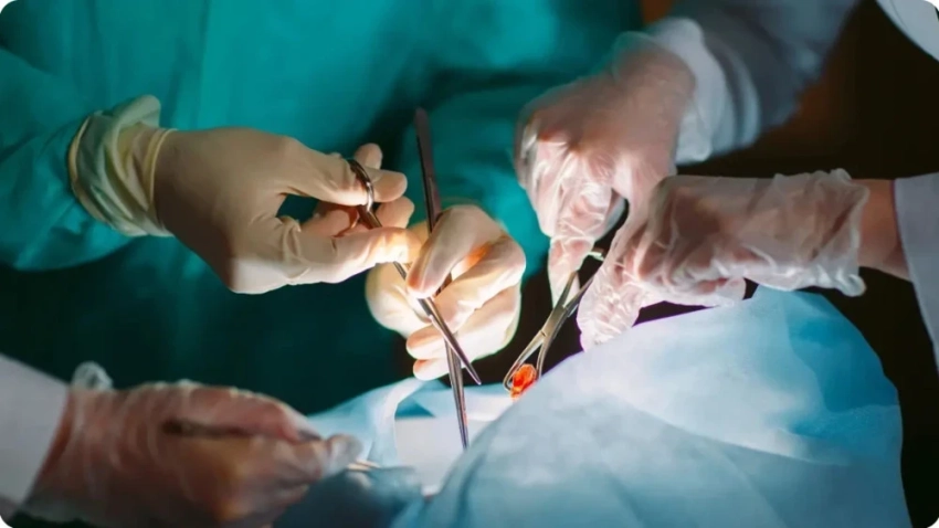 Людям начнут пересаживать почки свиные почки, - The Guardian