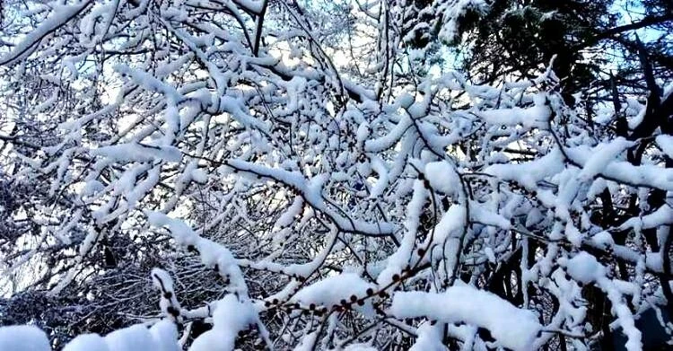 В Бишкеке ожидается снег. Прогноз погоды на 15-18 января