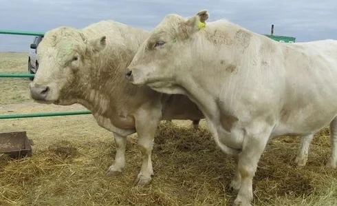 От количества к качеству. Племенное скотоводство активно развивается в Манасском районе