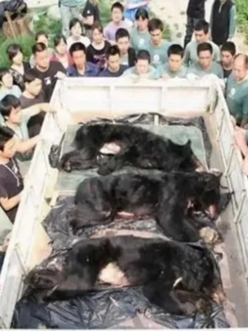 Южная Корея запретила медвежьи фермы для производства желчи