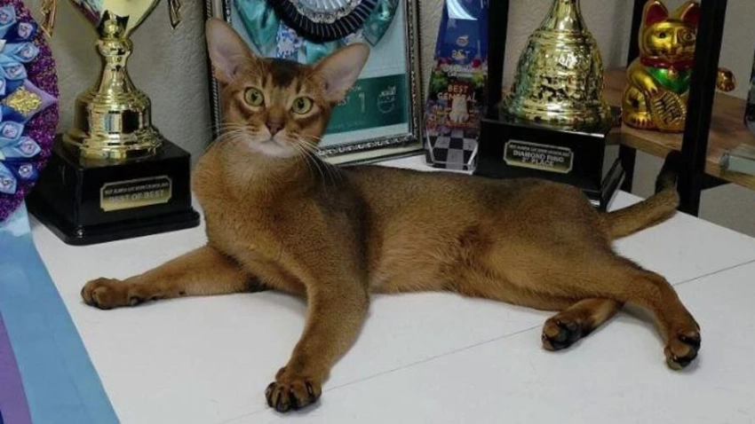 Самый красивый. Питомец из РФ возглавил рейтинг Всемирной федерации кошек
