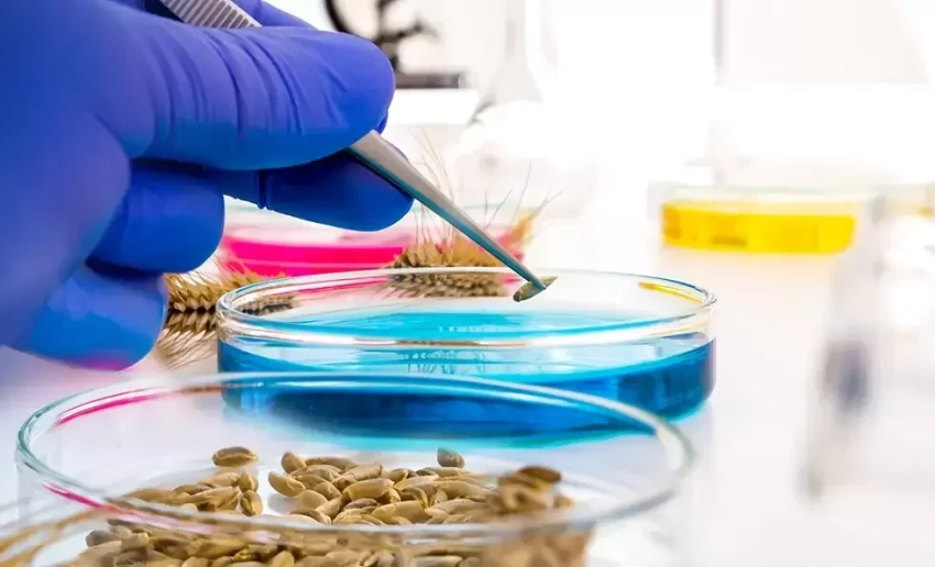 В Кыргызстане за 2025 год выявлено 35 фактов нарушения фитосанитарных норм