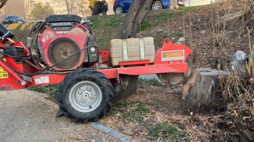 Когда деревья закончились: в Бишкеке занялись массовой ликвидацией пней