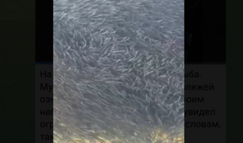 Возвращение рыбы на Иссык-Куле. "Такого не видел уже 50 лет"