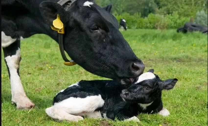 В Кыргызстане работают 302 пункта по искусственному осеменению - Минсельхоз