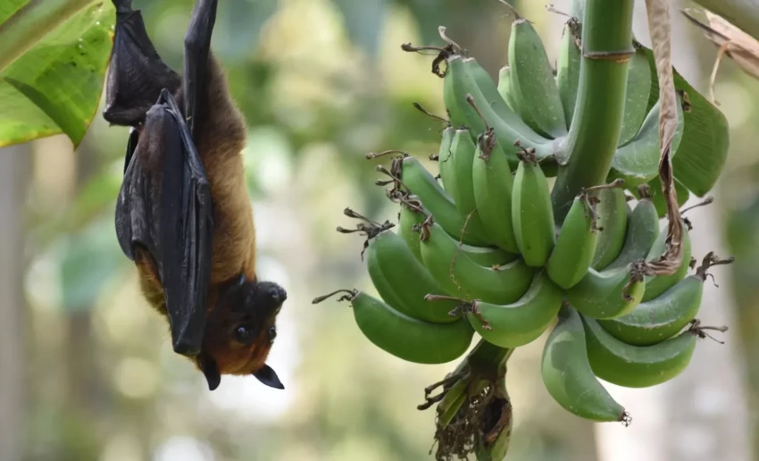Власти Индии начали проверку летучих мышей на вирус Нипах