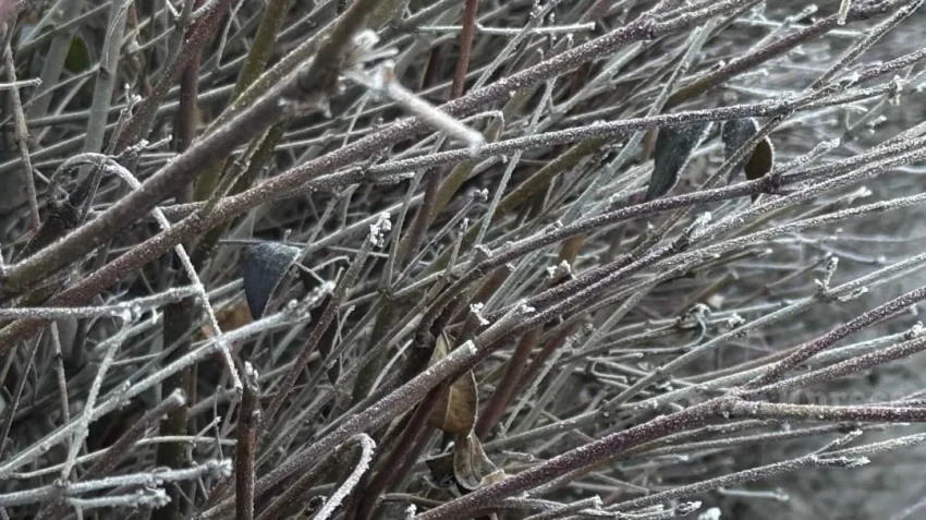 Потепление прогнозируют синоптики в последние дни января в Казахстане