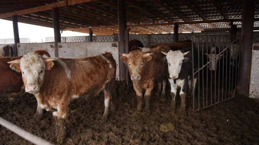 Минсельхоз КР раскрыл формулу идеального рациона для скота