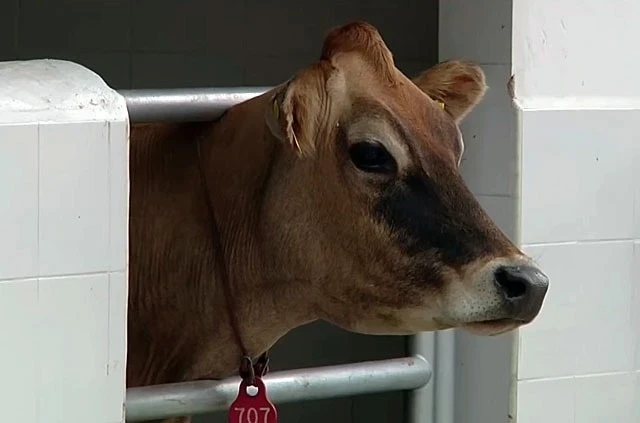 Искусственное осеменение позволяет фермерам экономить до 60 тысяч сомов