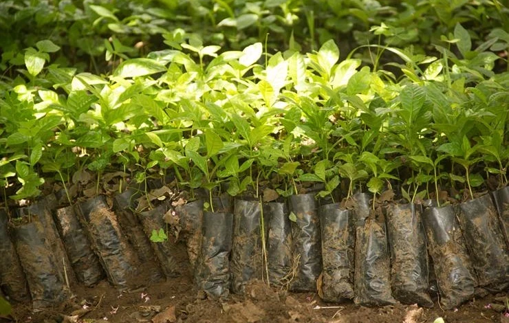 Минсельхоз КР: Импортируемый посадочный материал проходит фитосанитарный контроль