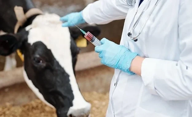 В 2025 году в Кыргызстане проведена вакцинация 26 млн КРС, МРС и птиц