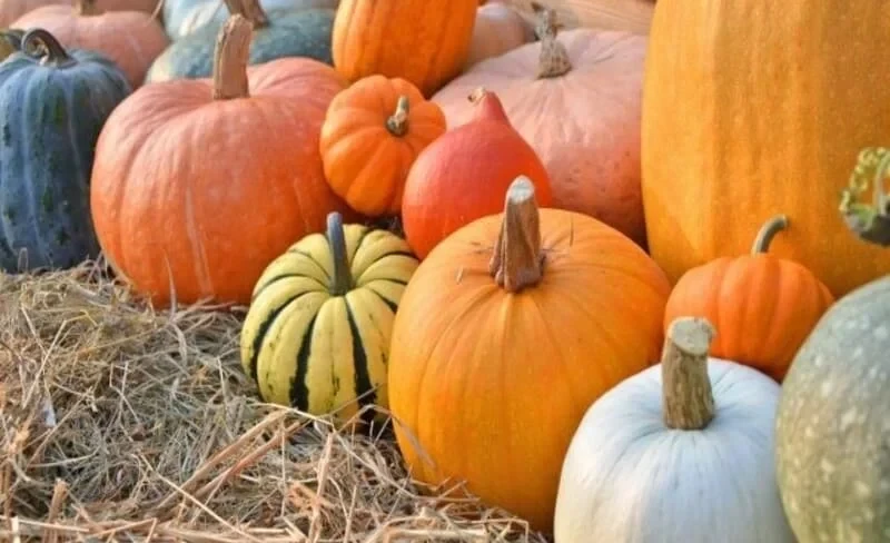 АгроДиалог – 2026. Фермер стал чемпионом по выращиванию тыквы и айсберг-салата