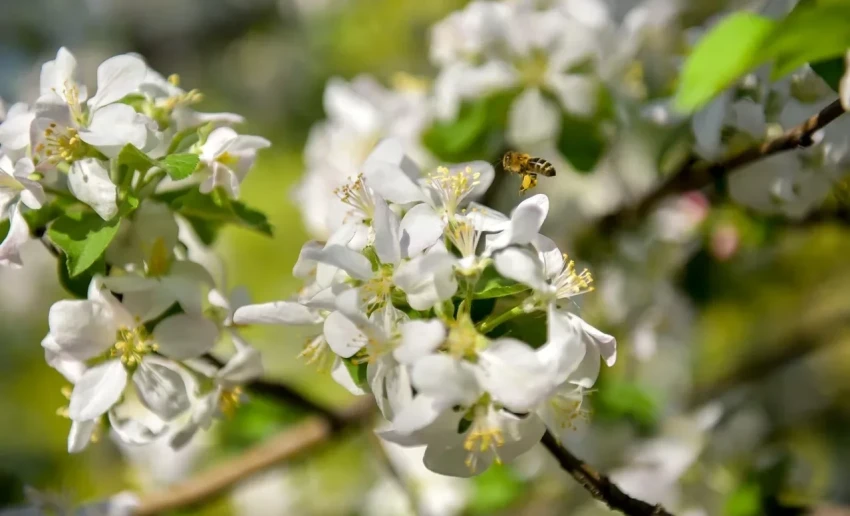 Погода в Бишкеке: от снега и дождя к весеннему теплу