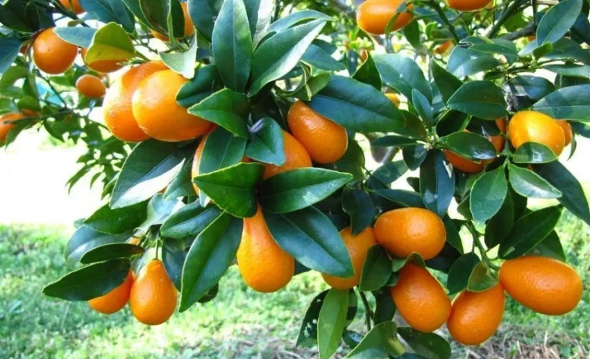 Более 7 тыс. тонн тропических фруктов собрали в Баткенской области в 2025 году - Минсельхоз