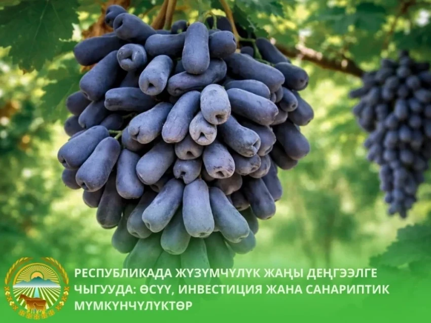 В Кыргызстане зафиксирован рекордный рост площадей виноградников