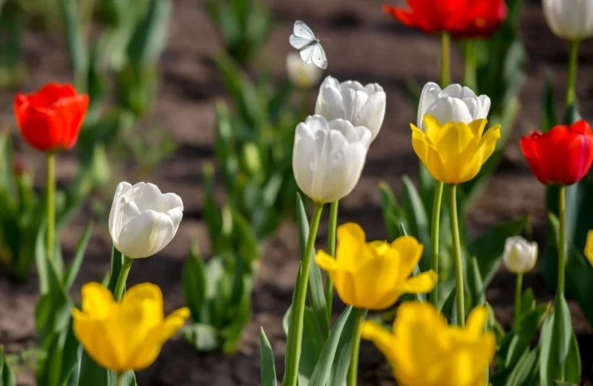В Бишкеке этой весной высадили более 230 тысяч тюльпанов
